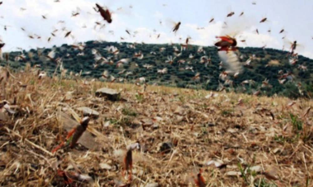 Εισβολή ακρίδων σε Έδεσσα, Λάρισα και Μυτιλήνη